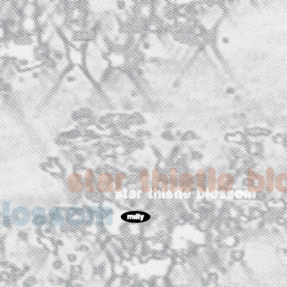 Star Thistle Blossom – Single